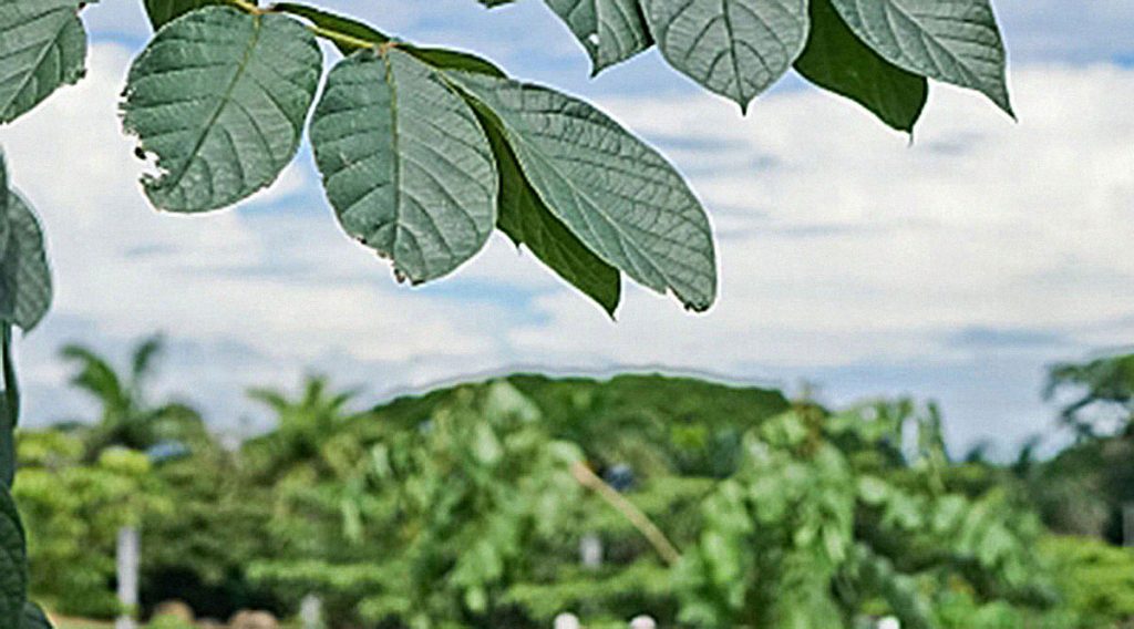 Coyol Free Zone lives daily with a commitment to nature