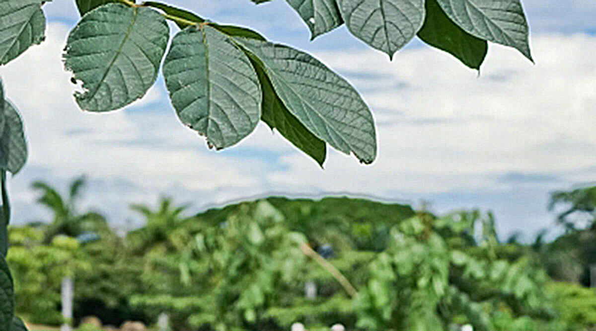 Coyol Free Zone lives daily with a commitment to nature